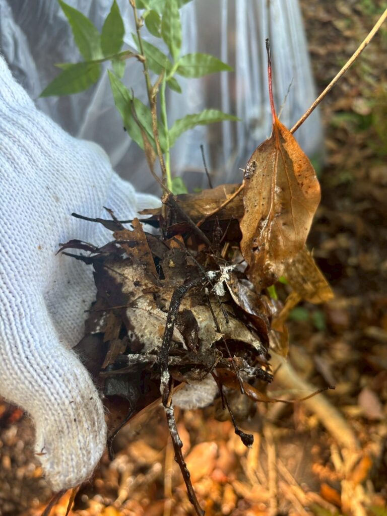 白い菌糸がついた落ち葉