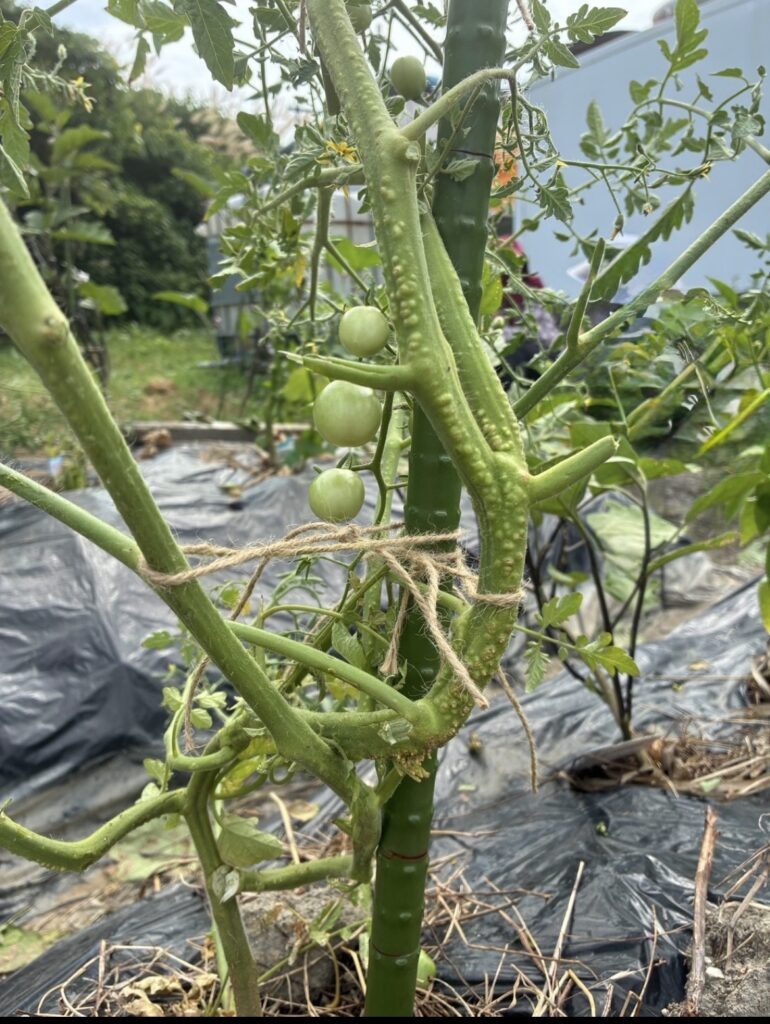 緑の支柱にミニトマトの茎を麻ひもで結んだところ。ひもは茎との間に余裕をもたせてある