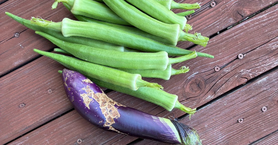 木のデッキに並べた収穫物。育ちすぎたオクラ十数本と、皮が茶色くまだらになったなす